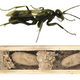Illustration for article titled This Wasp Defends Its Home With the Cadavers of Its Victims
